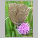 Aphantopus hyperantus - Schornsteinfeger 11.jpg